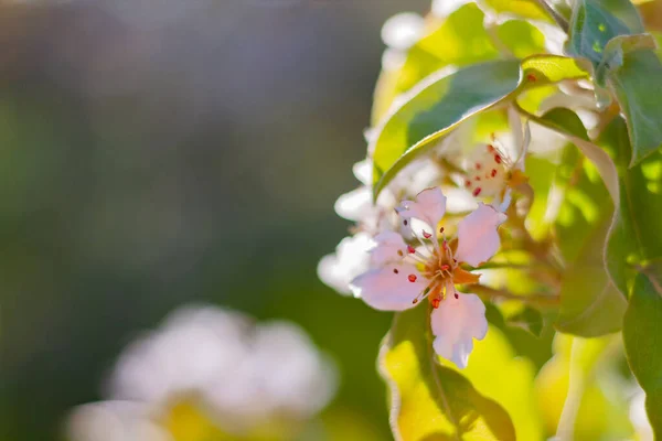 Buisson Groseilles Fleurissant Fleurs Jaunes Dans Jardin — Photo