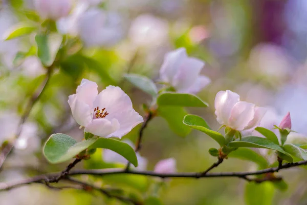 Blommande Vårfrukternas Trädkvitten Trädgården Blom Och Blomma — Stockfoto