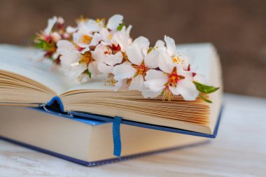 Açan badem ağacının dalını açık bir kitabın sayfalarına kapatın.