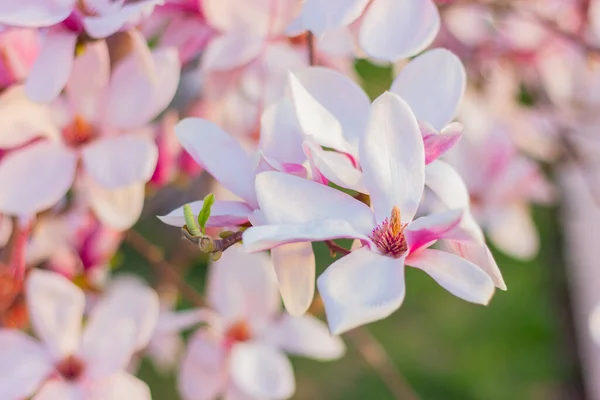 Vackra Blommor Blommande Magnolia Träd Närbild — Stockfoto