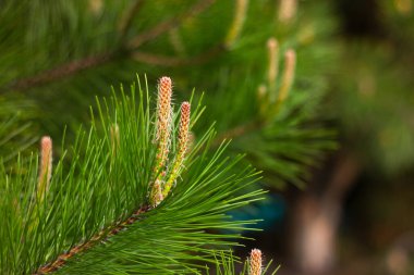 Çam dalları ve taze filizler. Ormandaki kozalaklı ağaç..