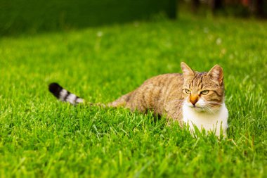 beautiful white with brown cat lying on the grass on the lawn. pets, feline family