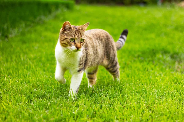 美丽的白色和棕色的猫在草坪上的草地上散步 猫科动物 — 图库照片