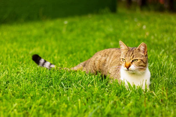 Çimlerin üzerinde uzanan kahverengi kedili güzel beyaz. evcil hayvanlar, kedi ailesi