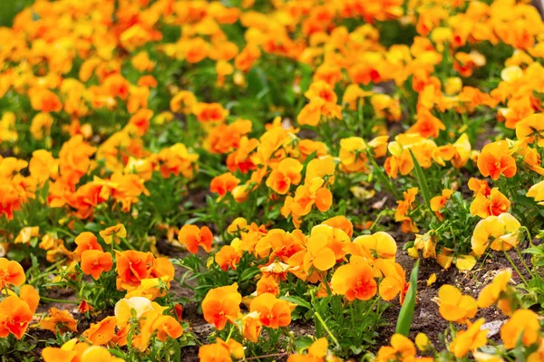 Viola Blüten Mit Gelben Und Orangen Blüten Auf Dem Beet — Stockfoto