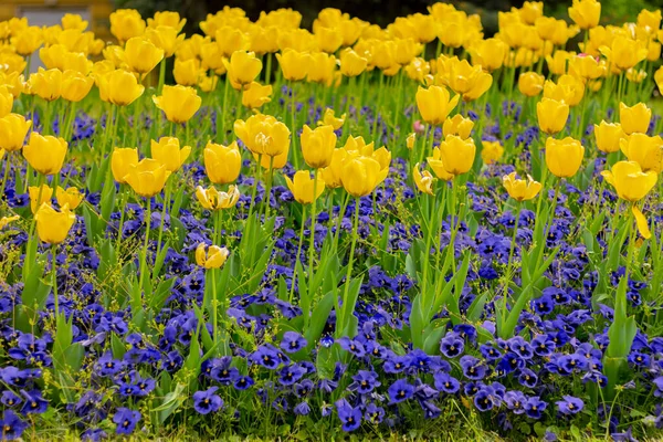 Gelbe Tulpen Und Blaue Viola Blüten Auf Dem Beet Natürlicher — Stockfoto