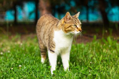 Kahverengi kedisi olan beyaz yeşil çimlerin üzerinde yürüyor. evcil hayvanlar, kedi ailesi