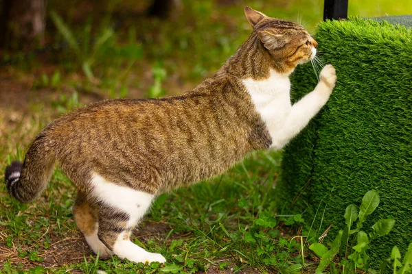 成年白种人 棕色的猫在草坪上的草地上玩耍 猫科动物 — 图库照片