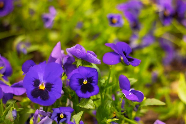 Purple Viola Flowers Close Garden Flowerbeds Natural Floral Background — Stock Photo, Image