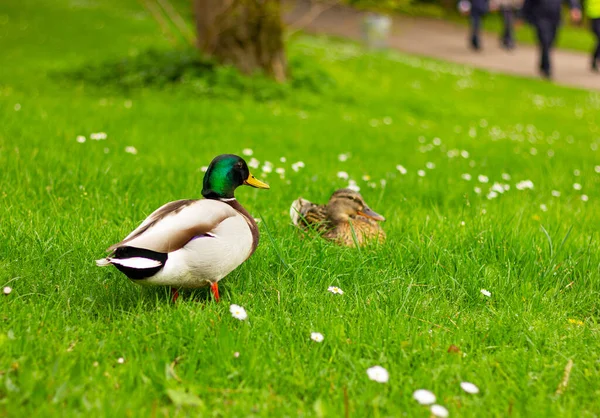 Couple Canards Colverts Marche Sur Parc Sur Herbe Verte Anas — Photo