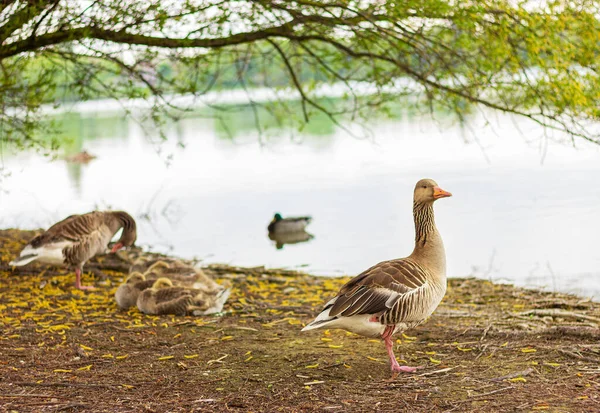 Famille Oies Sauvages Par Eau Dans Parc Faune Oiseaux — Photo