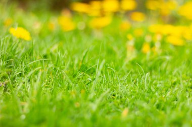 Yeşil çimen arka planı, bulanık sarı çiçek.