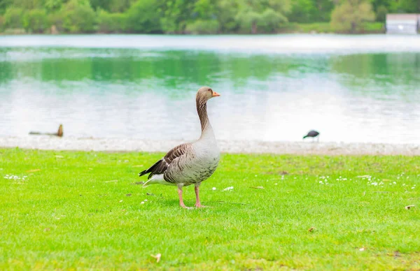 One Wild Geese Water Park Wildlife Birds — Photo