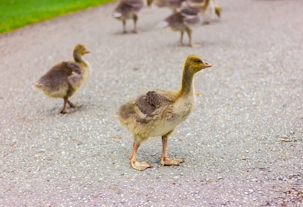 Pequeños Gansos Salvajes Carretera Parque Vida Silvestre Aves —  Fotos de Stock