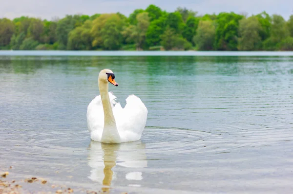 One White Swan Swims Lake Shore Wildlife Birds — Photo
