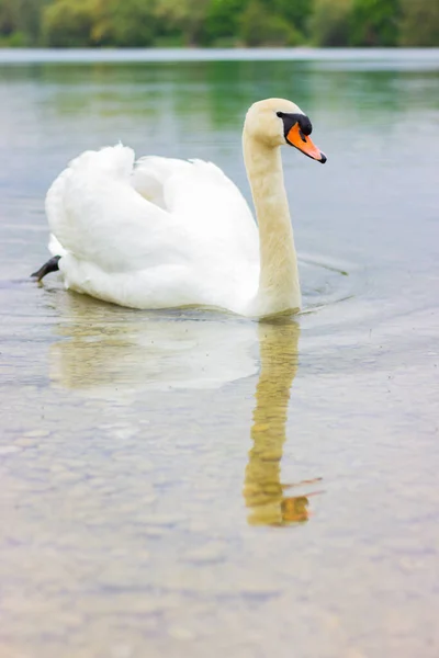 Close One White Swan Swims Lake Wildlife Birds — Photo