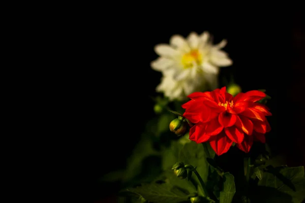 White Red Dahlia Flowers Dark Background Copy Space Bloom Gardening — стоковое фото