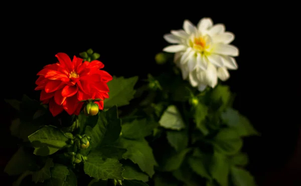 White Red Dahlia Flowers Dark Background Bloom Gardening — стоковое фото