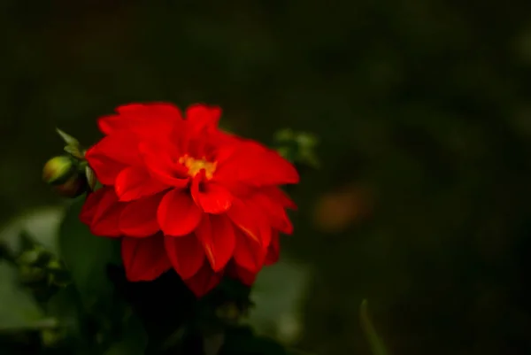 Close Beautiful Red Dahlia Flower Dark Background Copy Space — стоковое фото