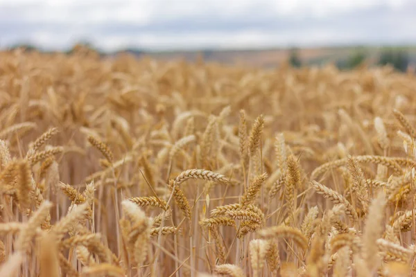 a field of ripe wheat close-up. natural background, harvest, agriculture, farm, grains.