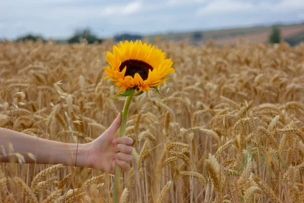 Hand Holding Beautiful Sunflower Flower Wheat Field Background Agrarian Symbols — Stock fotografie
