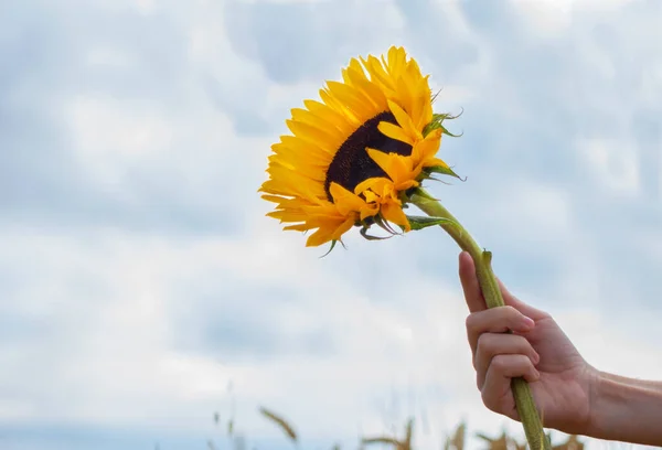 Hand Holding Big Beautiful Sunflower Background Cloudy Sky Close One — Stock fotografie