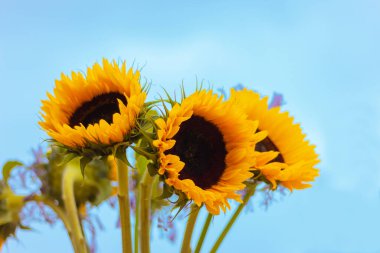 close-up of a bouquet of beautiful yellow sunflowers on a blue background