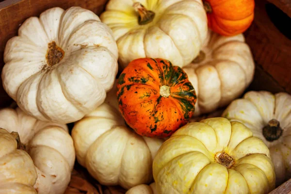 Aus Nächster Nähe Bunte Kürbisse Landwirtschaftliche Ernte Herbstliche Dekoration — Stockfoto