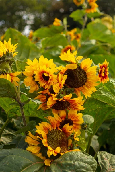 Dekorativní Slunečnicové Květiny Poli Kvetoucí Zahrada — Stock fotografie