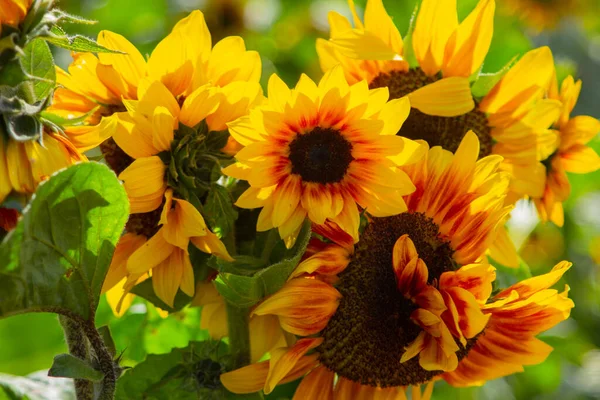 Krásné Dekorativní Slunečnice Květiny Zblízka Kvetoucí Zahrada — Stock fotografie