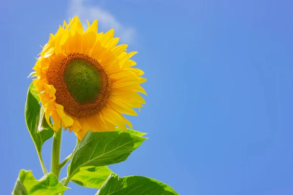 Una Gran Flor Girasol Amarillo Sobre Fondo Azul Cielo Espacio — Foto de Stock