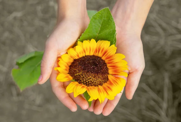 Ruce Drží Jednu Slunečnicovou Květinu Symbol Oživení Naděje Podpory — Stock fotografie