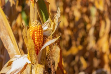 Güneşli bir günde tarlada olgun mısır koçanı. Çiftçilik, hasat, tarım endüstrisi