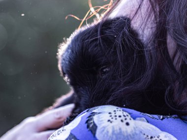 İki siyah sevimli teriyer köpek yavrusu yakalamak