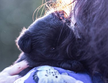 İki siyah sevimli teriyer köpek yavrusu yakalamak