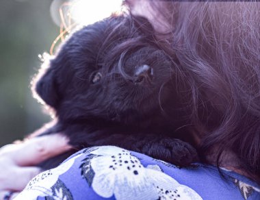 İki siyah sevimli teriyer köpek yavrusu yakalamak