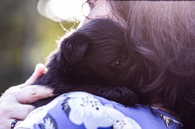 İki siyah sevimli teriyer köpek yavrusu yakalamak