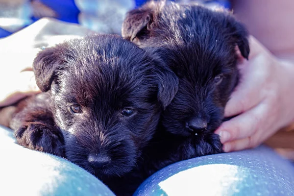 Cattura Due Cuccioli Terrier Nero Dolce Giocoso — Foto Stock