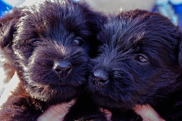 Cattura Due Cuccioli Terrier Nero Dolce Giocoso — Foto Stock