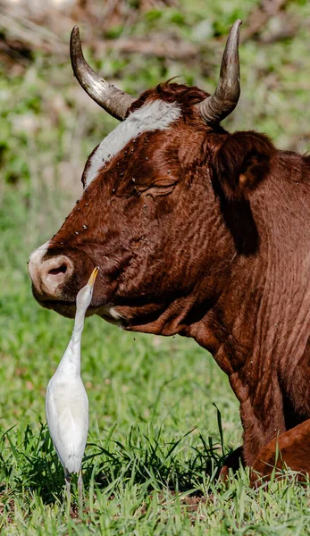 Özel dostluk balıkçılığının yakalanması ve şimdi