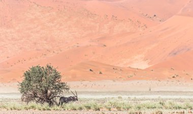 Namibya 'da bir ağaç antilopları nadiren yakalar.