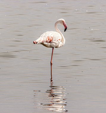 Suda nadir bulunan flamingoların yakalanması