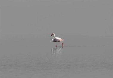 Suda nadir bulunan flamingoların yakalanması