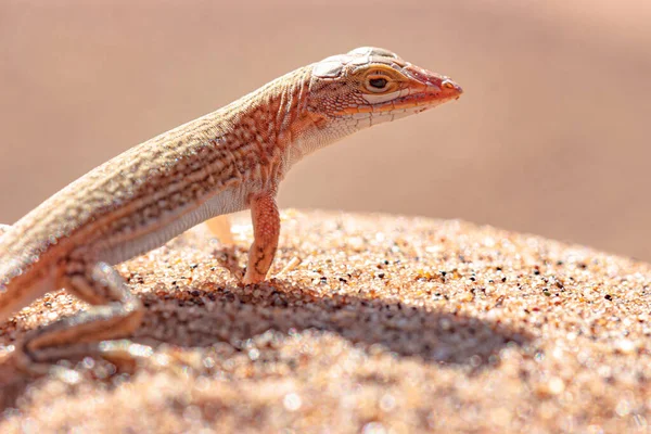 Rare Capture Lizard Sand — Stock Photo, Image