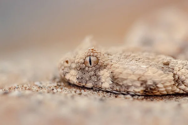 Capture Serpent Bitis Cornu Près — Photo