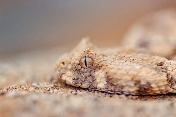 Capture Serpent Bitis Cornu Près — Photo