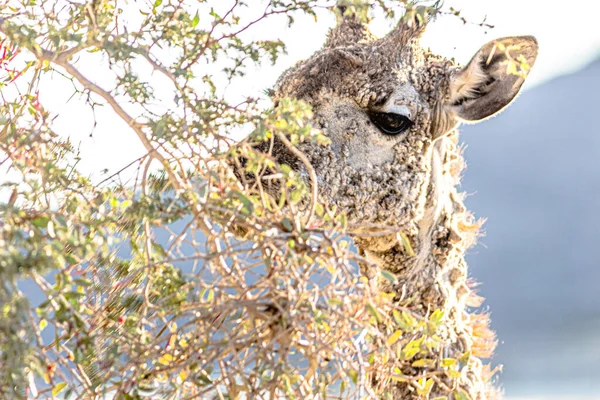 Ritka Fogás Iii Girafe Rüh Afrikában — Stock Fotó