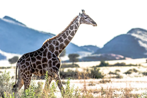 Captura Jirafas Raras Sabana Africana — Foto de Stock