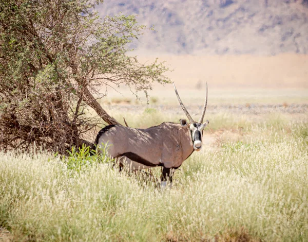 Captura Rara Oryx Por Uma Árvore Namíbia — Fotografia de Stock