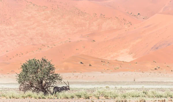 Namibya 'da bir ağaç antilopları nadiren yakalar.